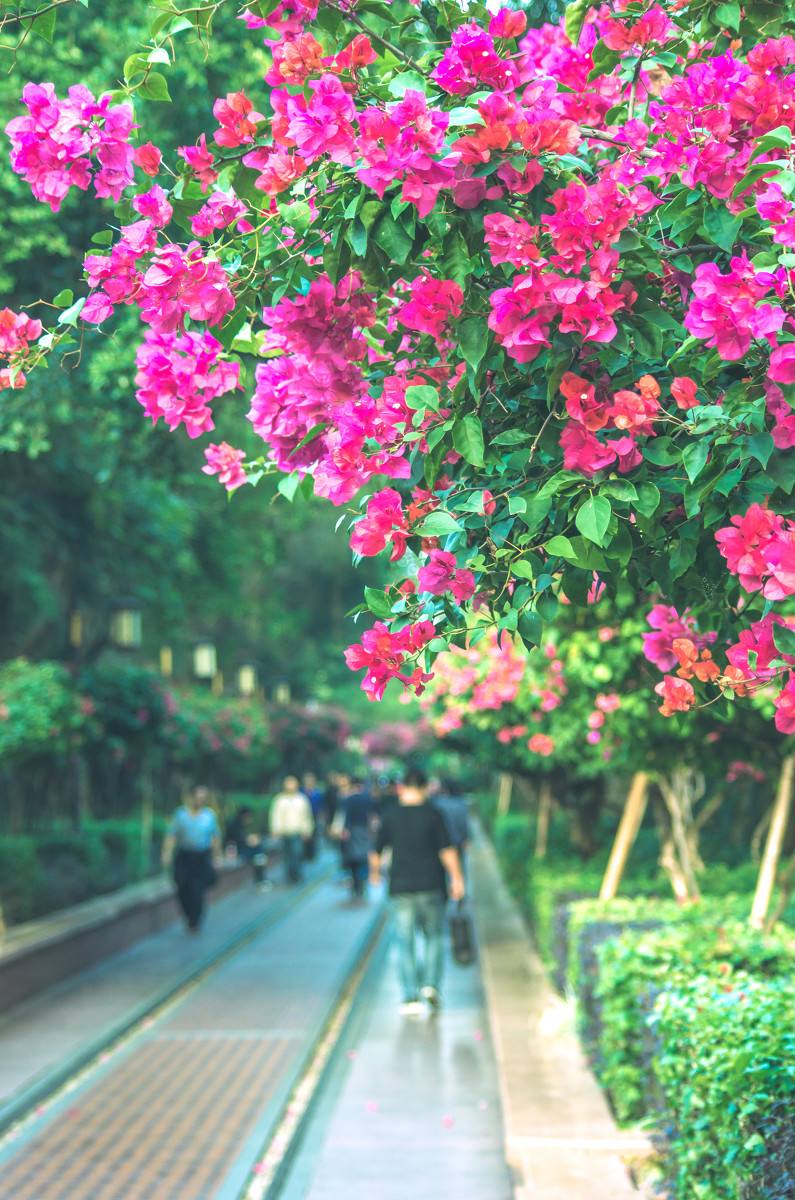 深圳，深圳.jpg